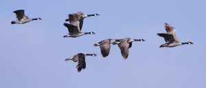 5871413068_9de61e5383_o