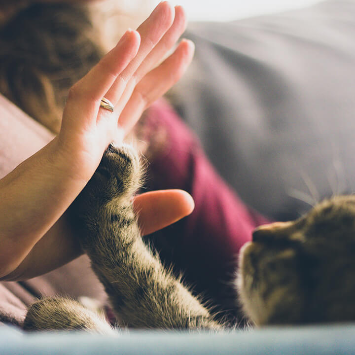 A human hand and a cat hand giving each other a hi five